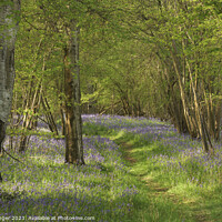 Buy canvas prints of Bluebell Woodlands Warwickshire #10 - April 2022 by Alan Ranger