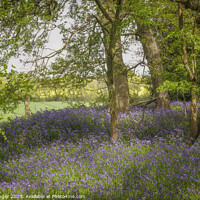 Buy canvas prints of bluebell Woodlands Warwickshire #17 - April 2022 by Alan Ranger