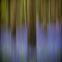 Buy canvas prints of Bluebells 7 by Alan Ranger
