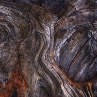 Buy canvas prints of bark study 5 by Alan Ranger