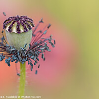 Buy canvas prints of Poppy Seed Head by Alan Ranger