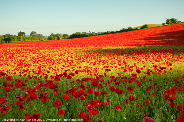Poppy Field Picture Board by Alan Ranger