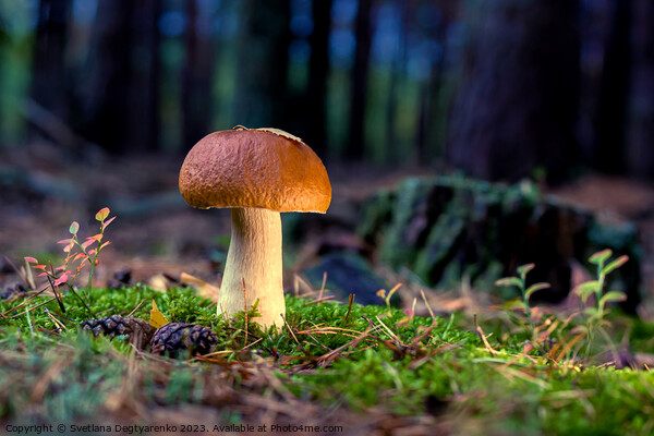 edible porcini mushroom in a forest glade close-up under the light of sunlight with beautiful bokeh Picture Board by Lana Topoleva