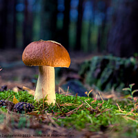 Buy canvas prints of edible porcini mushroom in a forest glade close-up under the light of sunlight with beautiful bokeh by Lana Topoleva