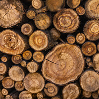 Buy canvas prints of Sawn tree trunks stacked in a woodpile by Lana Topoleva