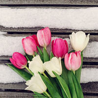 Buy canvas prints of white and pink tulips on wooden background  by Lana Topoleva
