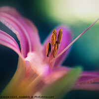 Buy canvas prints of  abstract pink lily close-up  by Lana Topoleva