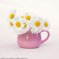 Buy canvas prints of  white daisies in a beautiful pink cup by Lana Topoleva