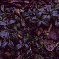 Buy canvas prints of  climbing plants with dense shiny leaves by Lana Topoleva
