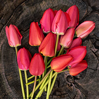 Buy canvas prints of delicate bouquet of bright pink and red tulips on a wooden background by Lana Topoleva
