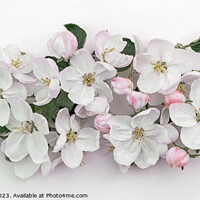 Buy canvas prints of  spring apple flowers  by Lana Topoleva