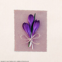 Buy canvas prints of Spring card with purple crocuses  by Lana Topoleva