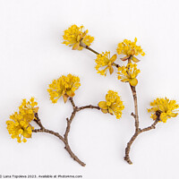 Buy canvas prints of  bright yellow dogwood flowers by Lana Topoleva