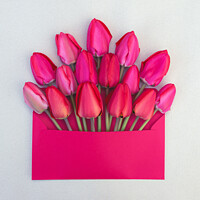 Buy canvas prints of  bouquet of  pink and red tulips in an envelope by Lana Topoleva