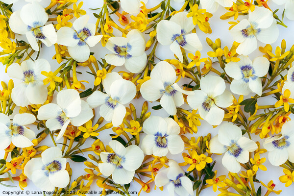  spring floral background of white and yellow flowers. Picture Board by Lana Topoleva