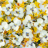 Buy canvas prints of  spring floral background of white and yellow flowers. by Lana Topoleva