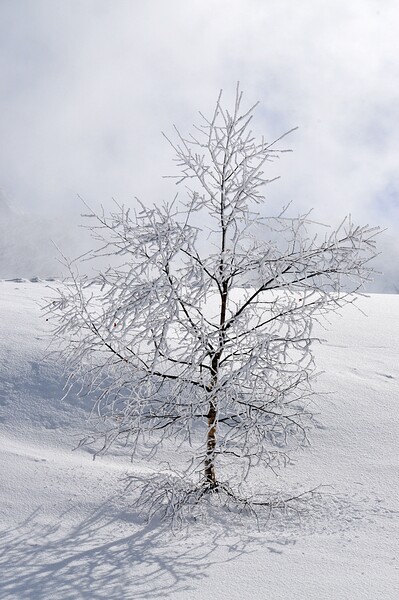 Winter tree Picture Board by Geoff Weeks