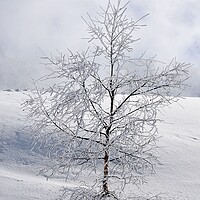 Buy canvas prints of Winter tree by Geoff Weeks