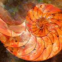 Buy canvas prints of Orange Nautilus Shell by Sharon Cummings