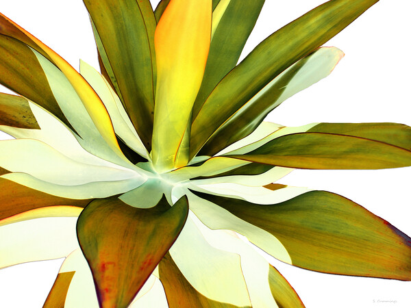 Warm Agave Plant Picture Board by Sharon Cummings