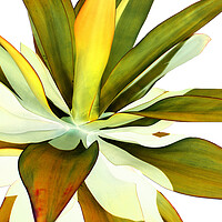 Buy canvas prints of Warm Agave Plant by Sharon Cummings