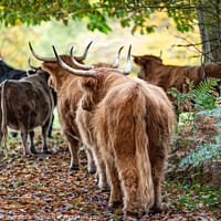 Buy canvas prints of Follow The Herd by Thomson Duff