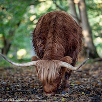 Buy canvas prints of Highland Laddie by Thomson Duff