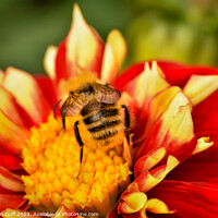 Buy canvas prints of Bee Happy by Thomson Duff