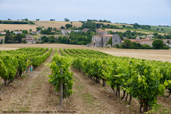 French Abbey in Charente with vineyards Picture Board by Chris Mann