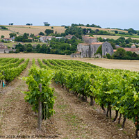 Buy canvas prints of French Abbey in Charente with vineyards by Chris Mann