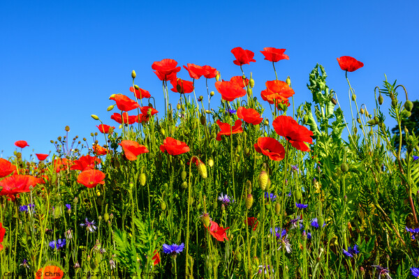 Group of poppies against blue sky Picture Board by Chris Mann
