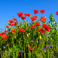 Buy canvas prints of Group of poppies against blue sky by Chris Mann
