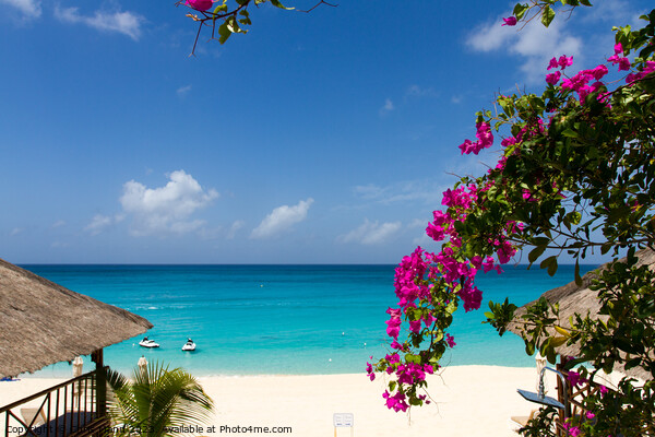 La Samanna beach St. Martin - Sint Maarten Picture Board by Chris Mann