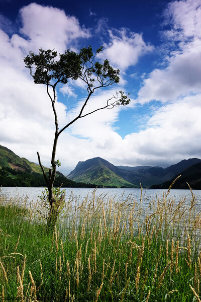 Tree by Buttermere, Lake District Cumbria England Picture Board by Chris Mann