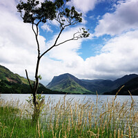 Buy canvas prints of Tree by Buttermere, Lake District Cumbria England by Chris Mann