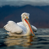 Buy canvas prints of Dalmatian Pelican on Lake Kerkini in Greece by Mark Lynham