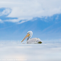 Buy canvas prints of Dalmatian Pelican on Lake Kerkini in Greece by Mark Lynham