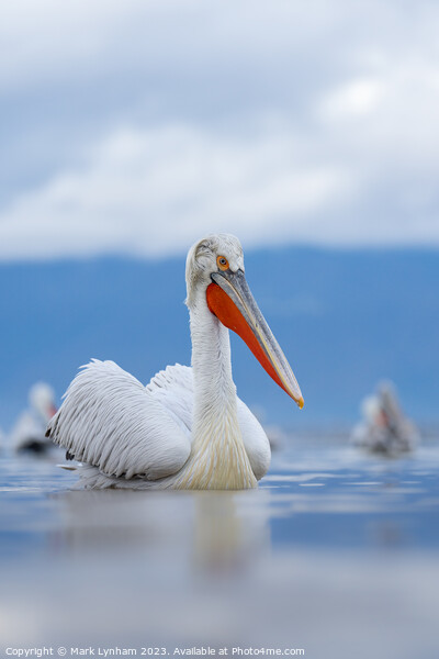 Dalmatian Pelicans on Lake Kerkini in Greece Picture Board by Mark Lynham