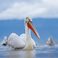 Buy canvas prints of Dalmatian Pelicans on Lake Kerkini in Greece by Mark Lynham