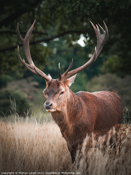 The great stag Picture Board by Martyn Large