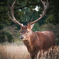 Buy canvas prints of The great stag by Martyn Large