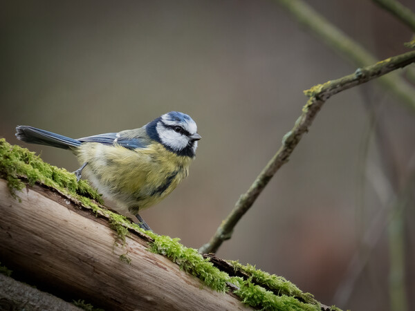 Resting On A Mossy Branch Picture Board by Martyn Large