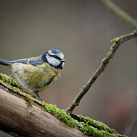 Buy canvas prints of Resting On A Mossy Branch by Martyn Large