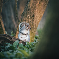 Buy canvas prints of Squirrel looking for food  by Martyn Large