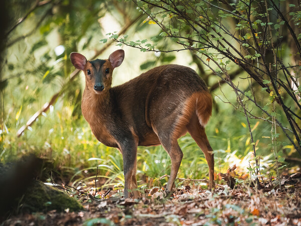 The female Muntjac Deer deep in the bush trying to remain unseen Picture Board by Martyn Large