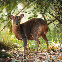Buy canvas prints of The female Muntjac Deer deep in the bush trying to remain unseen by Martyn Large