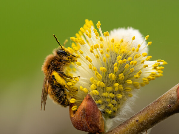 Honey Bee covered in pollen  Picture Board by Martyn Large