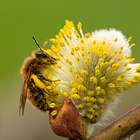 Buy canvas prints of Honey Bee covered in pollen  by Martyn Large