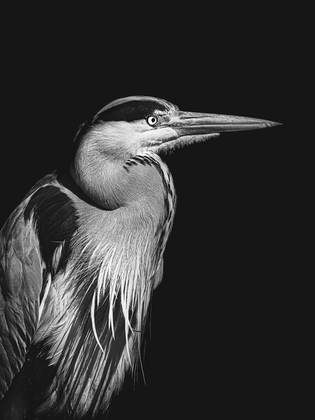 Black and white photo of a Heron Picture Board by Martyn Large