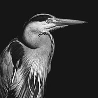 Buy canvas prints of Black and white photo of a Heron by Martyn Large